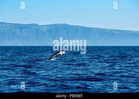 Risso dolphin saltando da acqua vicino isola Pico Foto Stock