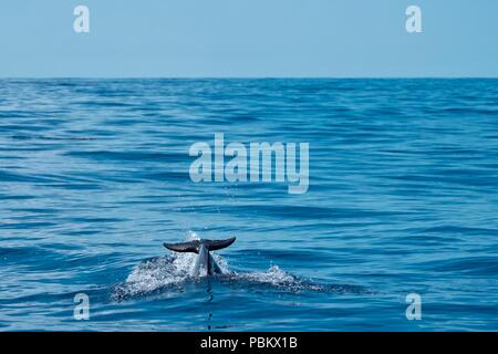 Delfino comune accelerando attraverso l'oceano Foto Stock