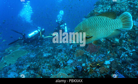 Un Un pesce napoleone e due sub nel parco nazionale di Komodo, Indonesia Foto Stock