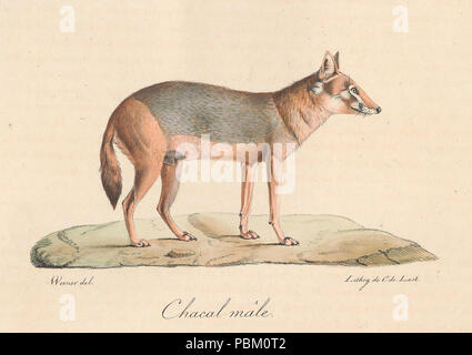 761 Histoire Naturelle des mammifères, t. 2 (1824) Canis aureus Foto Stock
