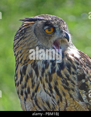 Il gufo reale, il display di falconeria, Fife, Scozia Foto Stock