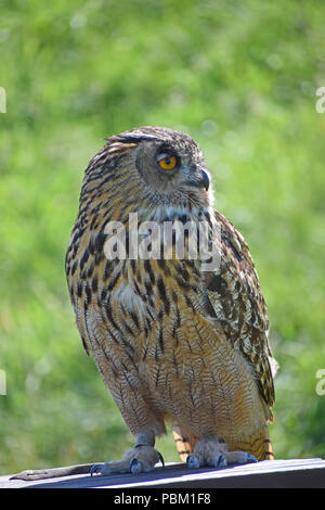 Il gufo reale, il display di falconeria, Fife, Scozia Foto Stock