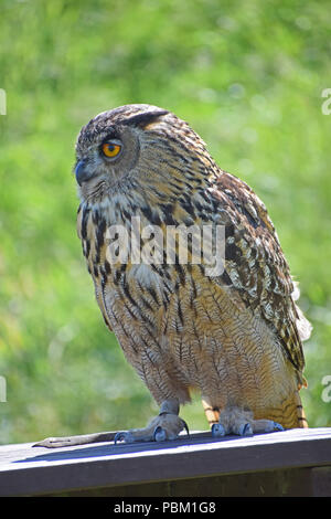 Il gufo reale, il display di falconeria, Fife, Scozia Foto Stock