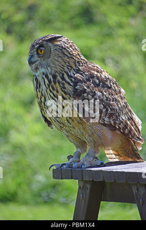 Il gufo reale, il display di falconeria, Fife, Scozia Foto Stock