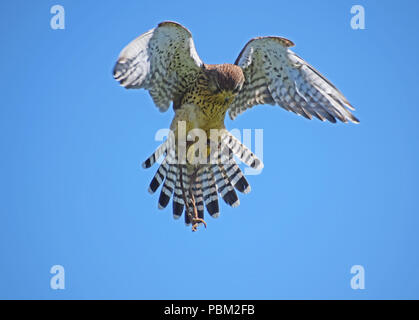 Il Gheppio, falconeria Display, Cupar, Fife, Scozia Foto Stock