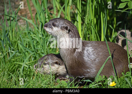 Asiatica artiglio breve lontra, Cupar, Fife Foto Stock