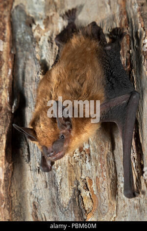 Big brown bat (Eptesicus fuscus), Iowa, USA Foto Stock