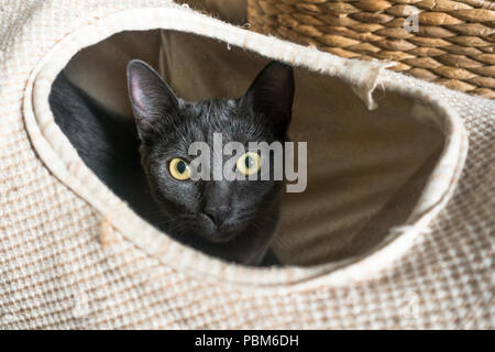 Domestico gatto nero gioca nella sua giocare al gatto tunnel. Foto Stock