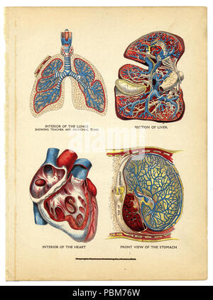 806 interna del cuore, polmoni, fegato e stomaco dal medico di famiglia, 1905 (14147401167) Foto Stock