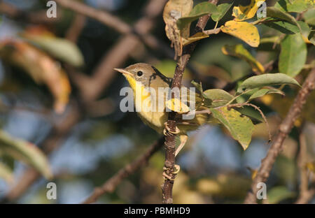 Comune Femmina Yellowthroat Settembre 7th, 2007 Newton Hills State Park, il Dakota del Sud Foto Stock