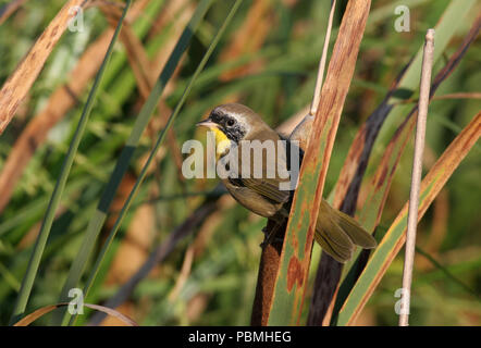 Yellowthroat comune (Geothlypis trichas) Settembre 2nd, 2007 Lago di Thompson,Dakota del Sud Foto Stock