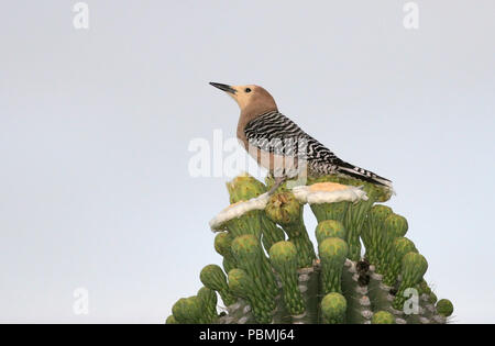 Gila picchio rosso maggiore (Carnegiea gigantea) 8 maggio 2008 vicino a Tucson, Arizona Foto Stock