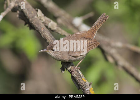 Casa Wren Maggio 26th, 2011 Beaver Creek Area Natura, SD Foto Stock