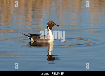 Northern Pintail (Anas acuta) - Aprile 2015 - Dewey Gevik Area Natura in Sud Dakota, STATI UNITI D'AMERICA Foto Stock