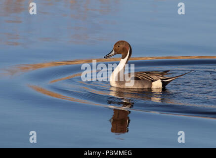 Northern Pintail (Anas acuta) - Aprile 2015 - Dewey Gevik Area Natura in Sud Dakota, STATI UNITI D'AMERICA Foto Stock