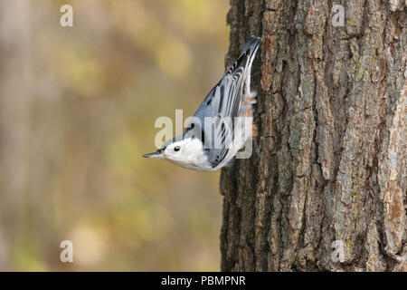 Bianco-breasted picchio muratore Novembre 4th, 2007 Big Sioux Recreation Area vicino a Brandon, il Dakota del Sud Foto Stock