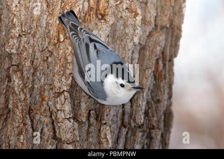 Bianco-breasted picchio muratore Dicembre 30th, 2007 Big Sioux Recreation Area vicino a Brandon, il Dakota del Sud Foto Stock