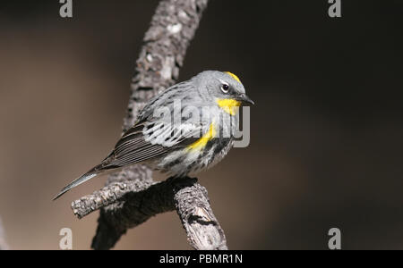 Giallo-rumped trillo - Audubon forma del Maggio 2nd, 2008 Bryce Canyon National Park, Utah Foto Stock