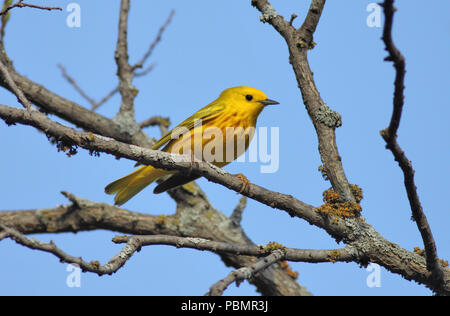 Giallo trillo 9 maggio 2011 Big Sioux Recreation Area vicino a Brandon, SD Foto Stock