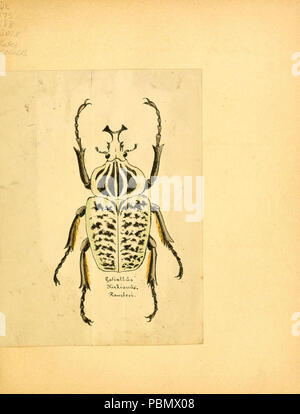 Abbildungen zu Karl Illiger's Uebersetzung von Olivier's Entomologie, oder, Naturgeschichte der Insecten Foto Stock