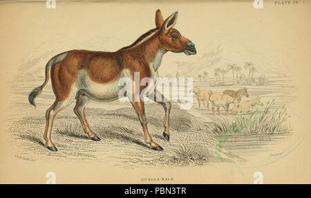 989 mammiferi-00023 QUAGGA maschio (23160219839) Foto Stock