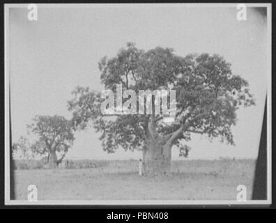 990 L'uomo in piedi accanto al tree con ampia tronco, guardando al mare LCCN2004707414 Foto Stock