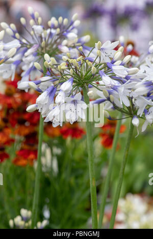 Agapanthus africanus 'Twister". African giglio azzurro fiori ad RHS Tatton Park flower show 2018, Cheshire. Regno Unito Foto Stock