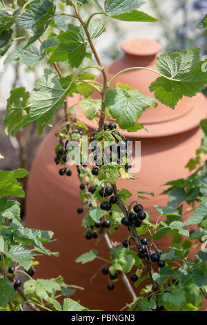 Ribes nigrum. Frutto di ribes nero su una boccola. Inghilterra Foto Stock