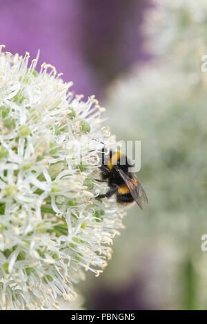 Bombus lucorum. White-tailed bumblebee alimentazione su Allium 'Mount everest' Fiore Foto Stock