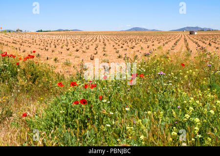 Vigneto in primavera. Ciudad Real Provincia, Spagna. Foto Stock