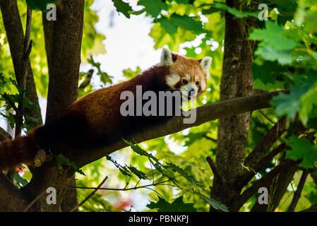 Stubenberg am See, Stiria - Austria 07.08.2018: panda rosso su albero in zoo Austria Steiermark Herberstein Stiria destinazione turistica Stubenberg am See Foto Stock