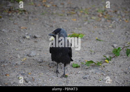 Londra, UK, 27 luglio 2018 Richmond Park il giorno più caldo dell'anno. Foto Stock