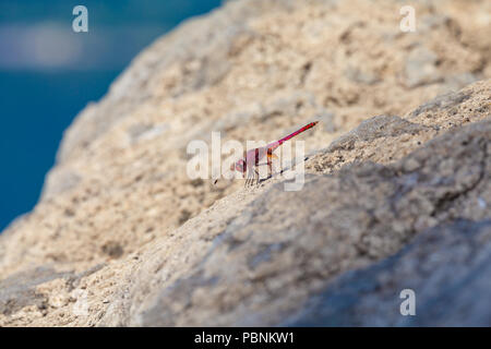 Libellula rossa sulla pietra - close up, la luce del mattino Foto Stock