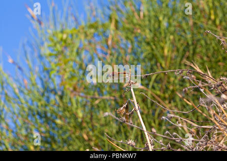 Libellula rossa a secco su un brench - estate Foto Stock