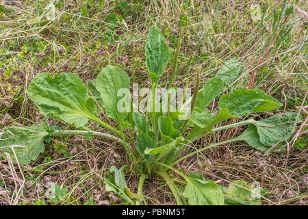 Fogliame / foglie di una coppia maggiore piantaggine / Planzago principali. Foto Stock