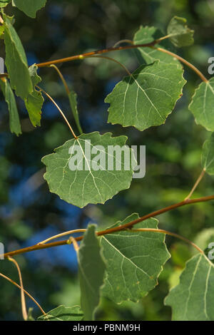 Fogliame di Aspen [Populus tremula}. Foto Stock