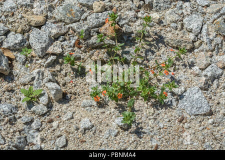 Scarlet Pimpernel / Anagallis arvense cresce su ghiaia di granito / s mall mucchio di pietre. Patch di erbaccia, patch di erbacce concetto. Foto Stock