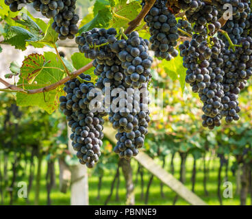 Teroldego vitigno. Teroldego è un profondo colore rosso uva da vino principalmente coltivate in Trentino Vino regione del nord Italia Foto Stock