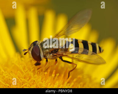 Comune hoverfly nastrati seduto su una pianta nel suo habitat in Danimarca Foto Stock