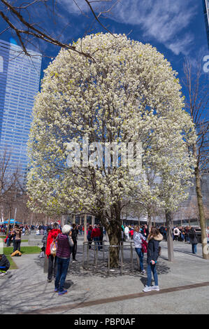 Callery pera (Pyrus calleryana) noto come 'Survivor tree", in Bloom, World Trade Center di New York City, Stati Uniti d'America Foto Stock