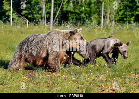 Orso bruno mom con un anno: attraversa la palude. Foto Stock