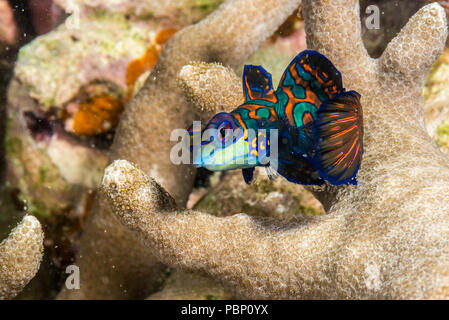 Pesce mandarino, Synchiropus splendidus (Herre, 1927), strisciando su rami di corallo. Rainbow Reef, Yap, Micronesia​ Foto Stock