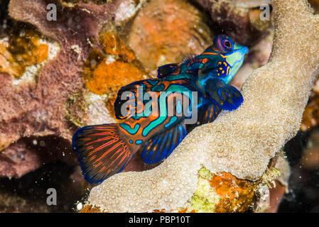 Pesce mandarino,Synchiropus splendidus (Herre, 1927), strisciando su rami di corallo. Rainbow Reef, Yap, Stati Federati di Micronesia Foto Stock