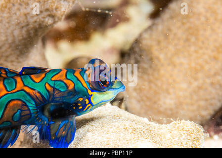 Pesce mandarino,Synchiropus splendidus (Herre, 1927), strisciando su rami di corallo. Rainbow Reef, Yap, Stati Federati di Micronesia Foto Stock