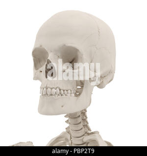 Femmina teschio umano su bianco. 3D illustrazione Foto Stock