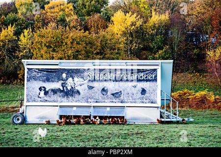 Free range galline, freilaufende Huehner Foto Stock