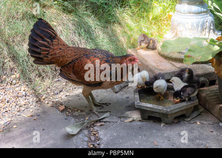 Pollo o bantam rooster crow ,gallina con baby chick in giardino. Foto Stock