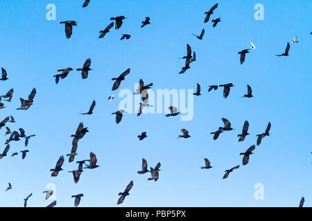 Stormo di uccelli diversi volando attraverso il cielo Foto Stock