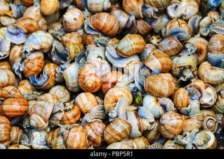 La texture di lumache Helix pomatia Foto Stock