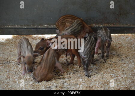 I suinetti di giocare in un granaio di Bockett's Farm nel Surrey, Regno Unito Foto Stock